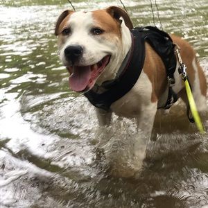 Meet your Posher, Irma